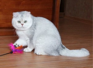 Серебристый затушеванный окрас британских кошек. Затушеванные серебристые британские кошки, коты, котята: фото. Британцы серебристые затушеванные: стандарт окраса